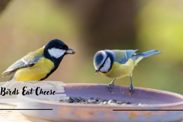 Can Birds Eat Cheese