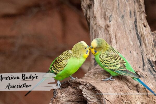 American Budgie Association