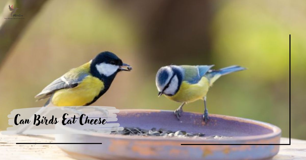 Can Birds Eat Cheese