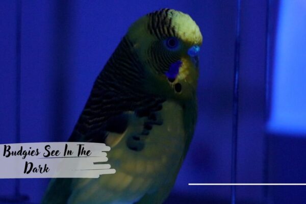 Can Budgies See In The Dark