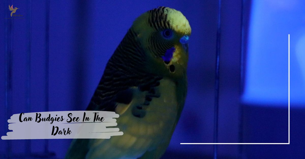 Can Budgies See In The Dark