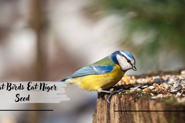 What Birds Eat Niger Seed