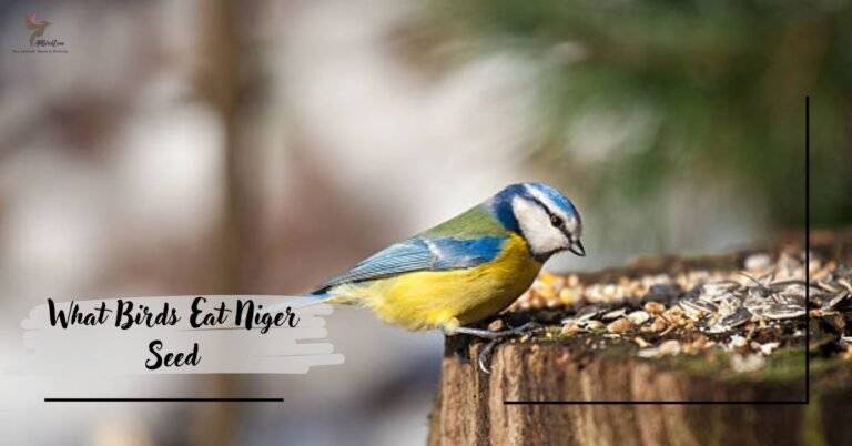 What Birds Eat Niger Seed