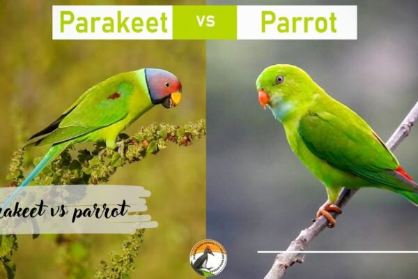 parakeet vs parrot