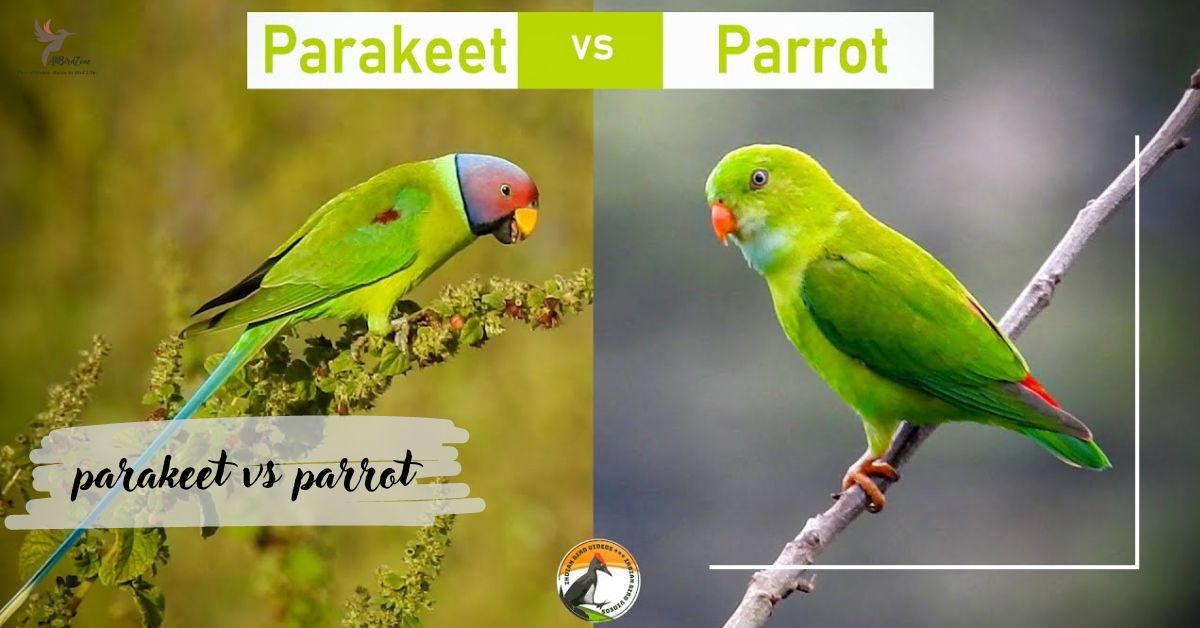 parakeet vs parrot