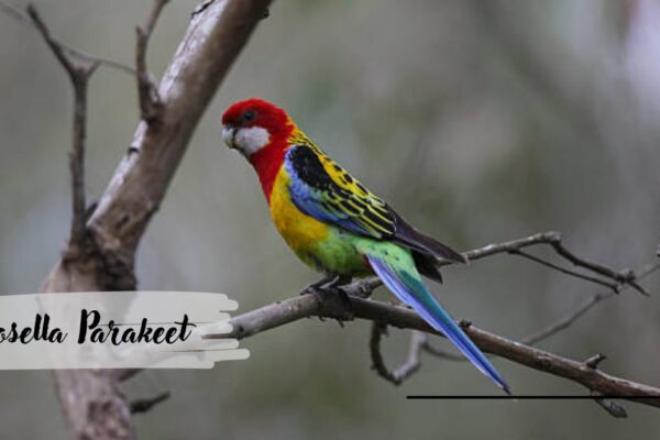 Rosella Parakeet