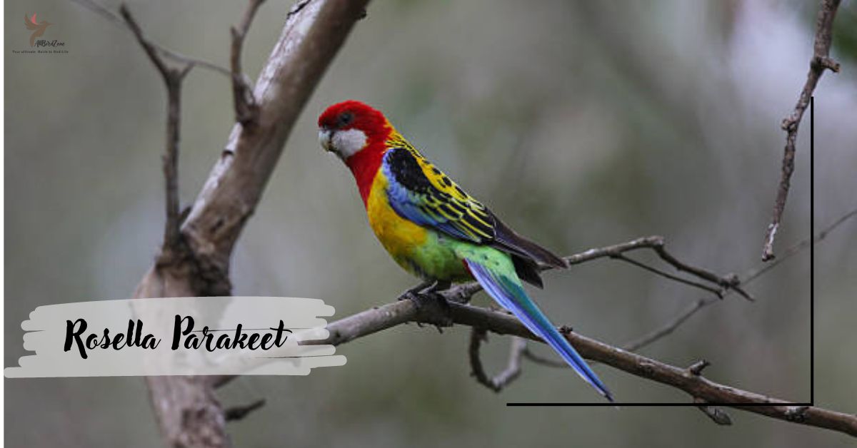 Rosella Parakeet