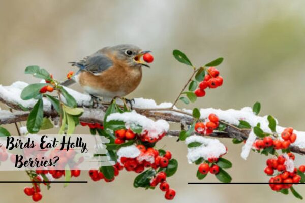 Do Birds Eat Holly Berries?