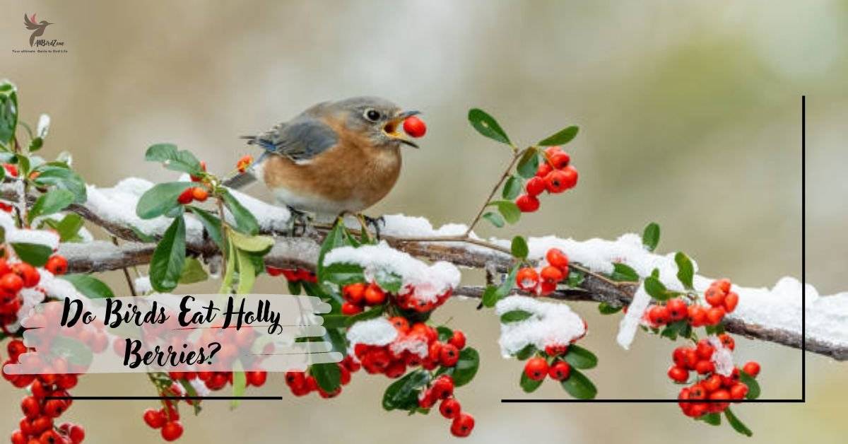 Do Birds Eat Holly Berries?