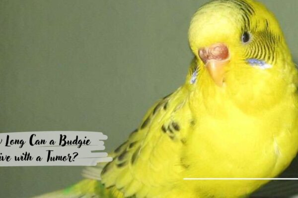 How Long Can a Budgie Live with a Tumor