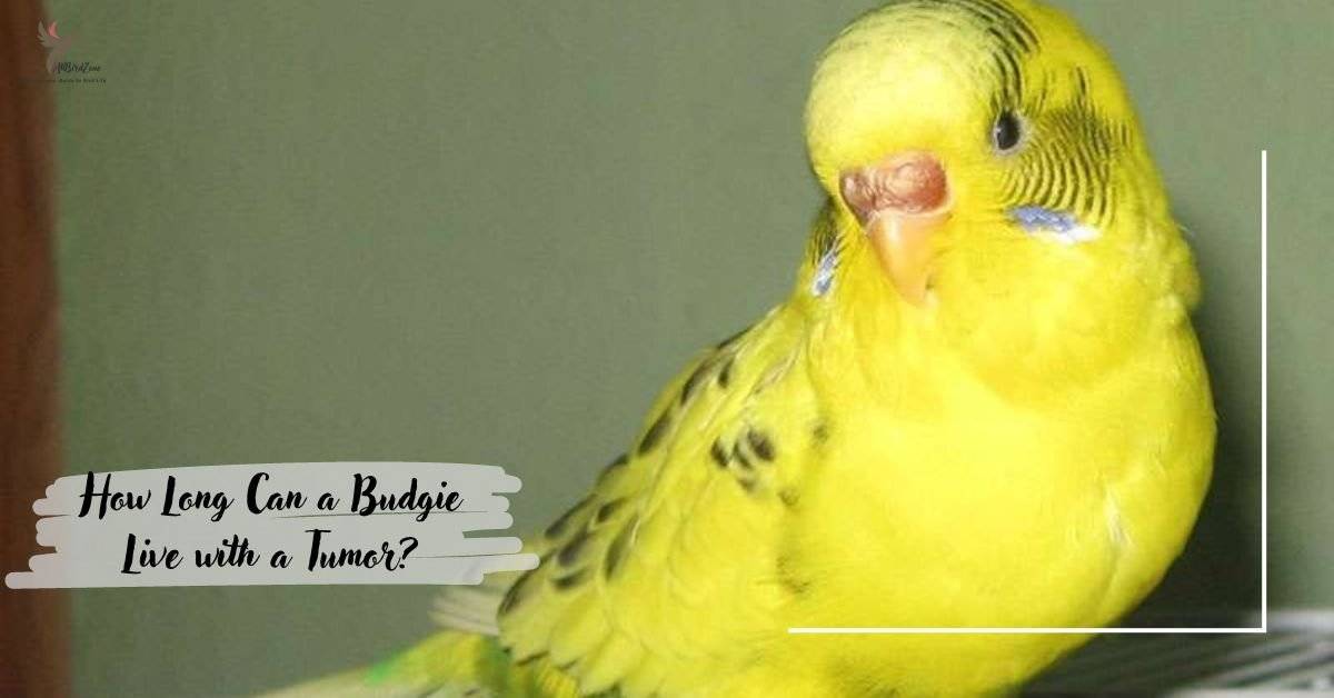 How Long Can a Budgie Live with a Tumor