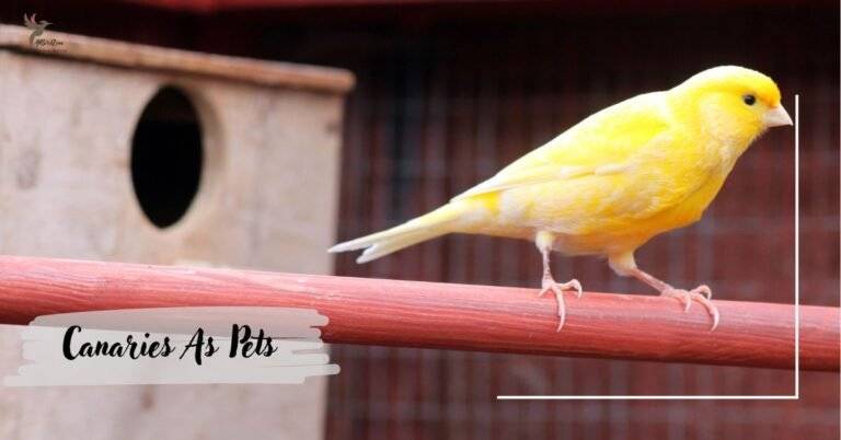 Canaries As Pets – A Beautiful Singing Bird!