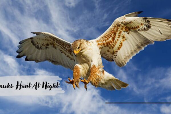 Do Hawks Hunt At Night