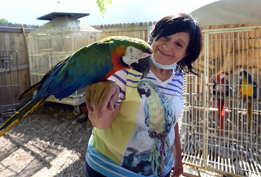 Avalon Aviary Loveland