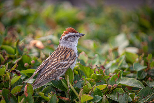 Brown Birds in Wisconsin