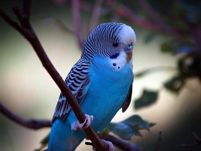 how long can a budgie live with a tumor