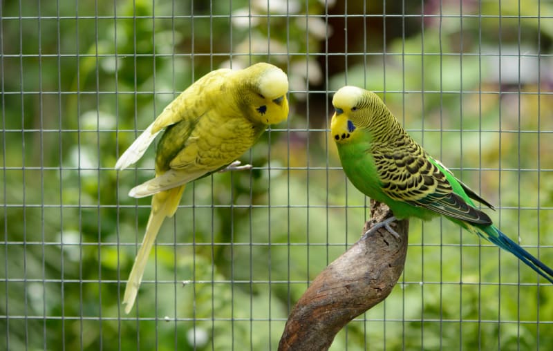 American Budgie Association