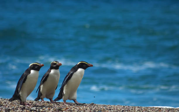 Flightless New Zealand Bird