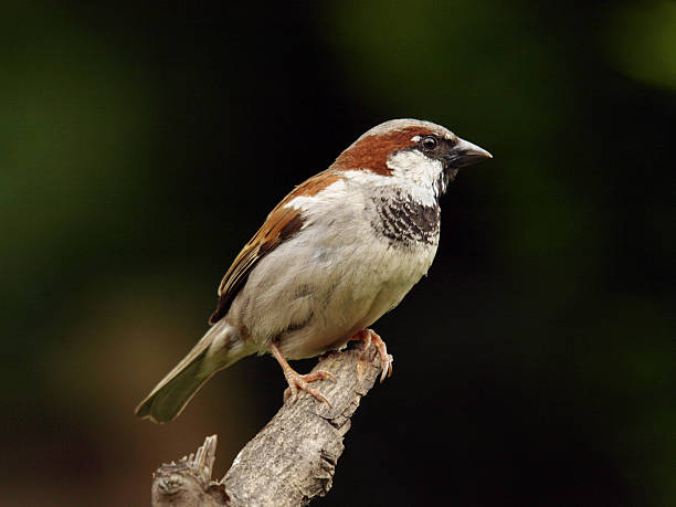 Brown Birds in Wisconsin