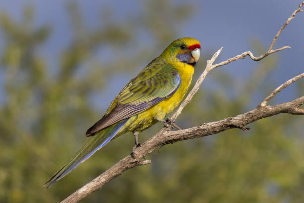 Rosella Parakeet