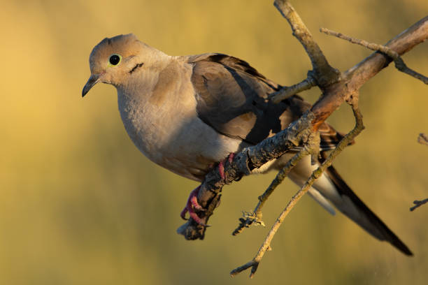 Mourning Dove Extinct