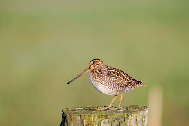 Funny Bird Names