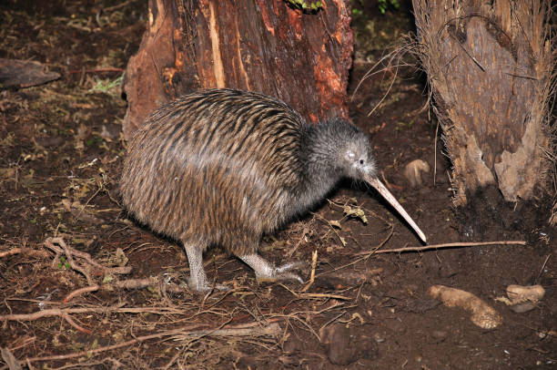 Flightless New Zealand Bird