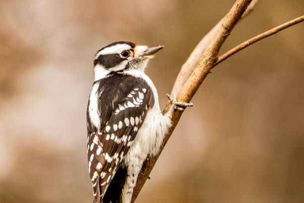 Pictures Of Minnesota Birds