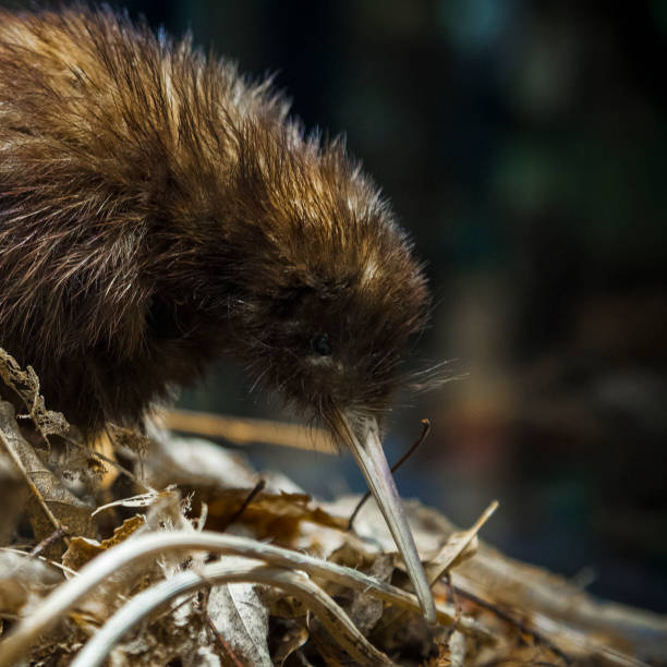 Flightless New Zealand Bird