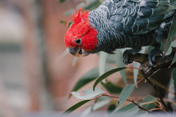 Funny Bird Names