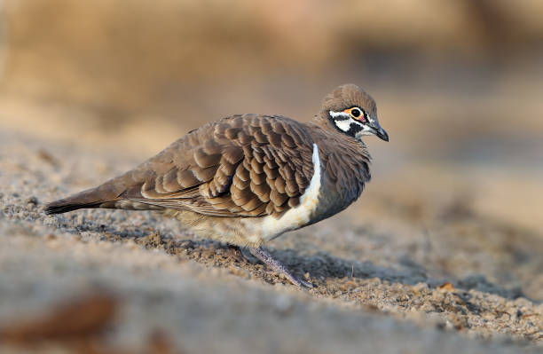 Funny Bird Names