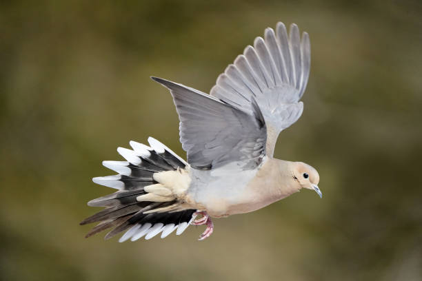 Mourning Dove Extinct