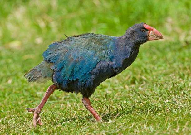 Flightless New Zealand Bird