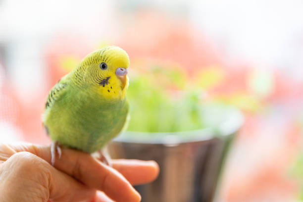 How Long Do Budgies Live