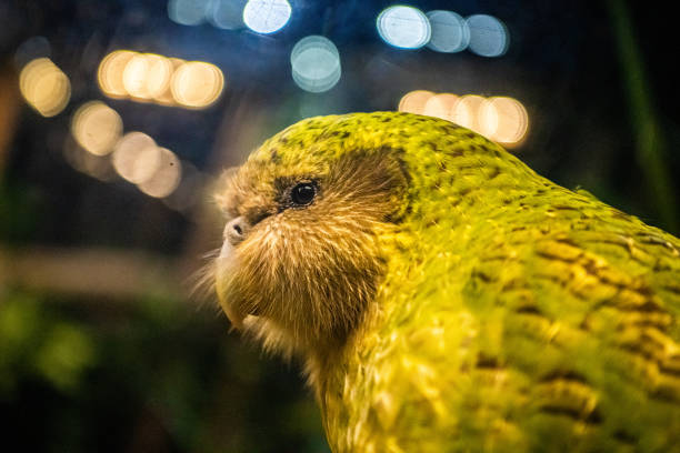 Flightless New Zealand Bird