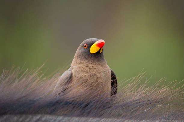 Funny Bird Names