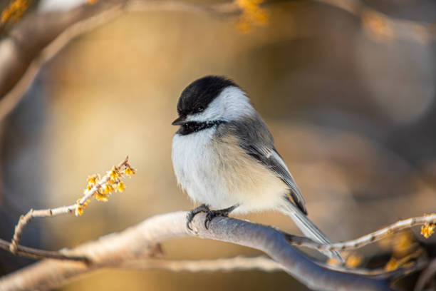 Pictures Of Minnesota Birds