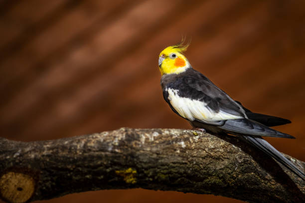 Cockatiel lifespan in captivity