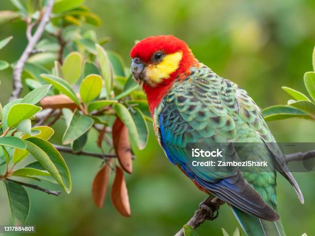 Rosella Parakeet