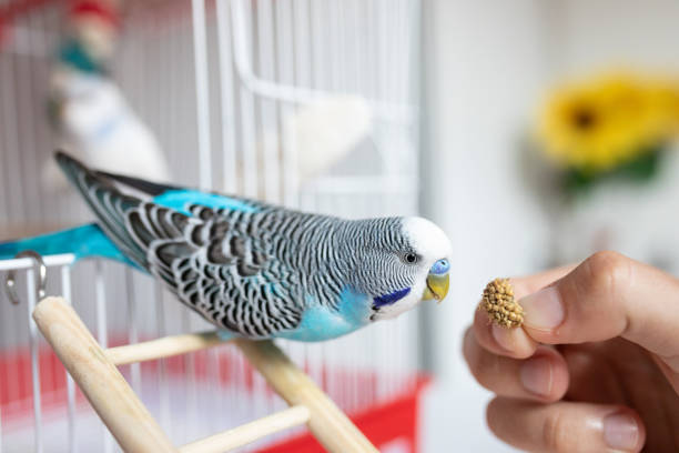 How Long Can a Budgie Live with a Tumor