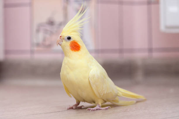 Lutino Cockatiel Bird