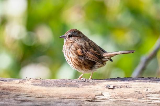 Brown Birds in Wisconsin