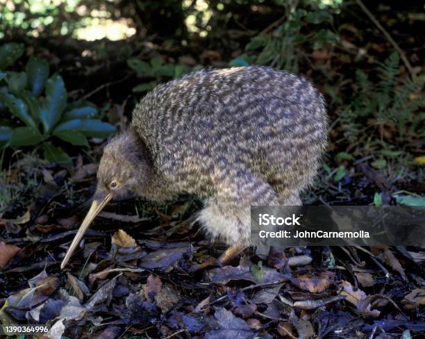 Flightless New Zealand Bird