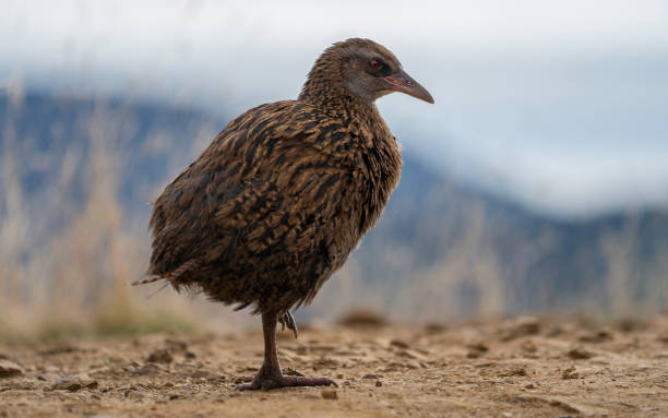 Flightless New Zealand Bird