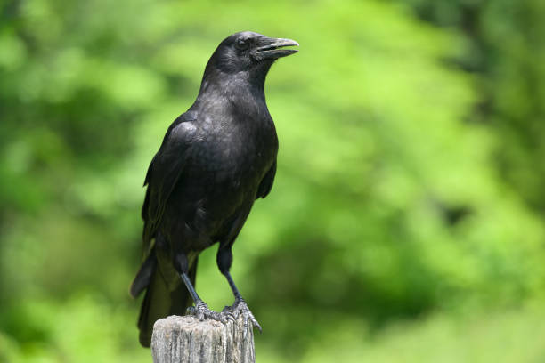 Pictures Of Minnesota Birds