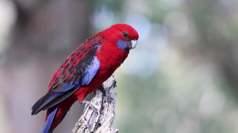 Rosella Parakeet