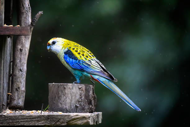 Rosella Parakeet