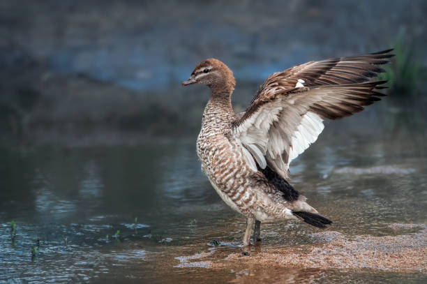 Funny Bird Names