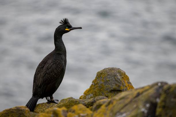 Funny Bird Names