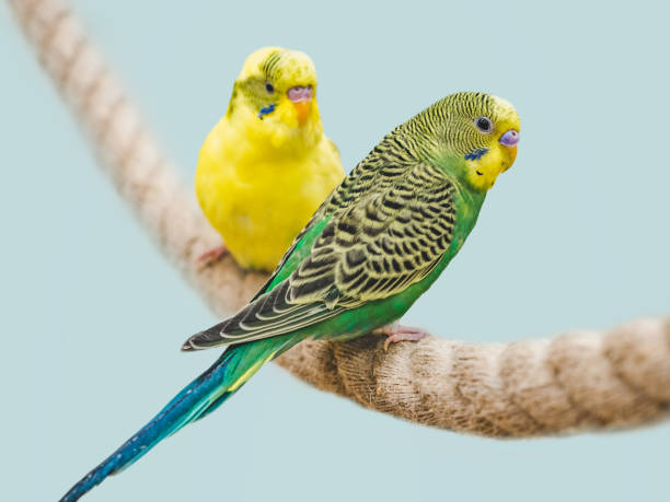 parakeet vs parrot